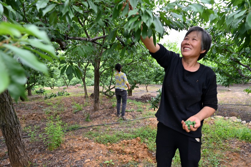 村民們搶抓農(nóng)時(shí),忙著為脆李樹疏果。鄒樂攝