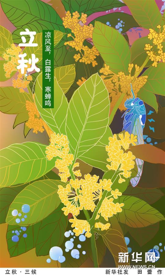 （圖表·插畫）［二十四節(jié)氣·立秋］立秋·三候